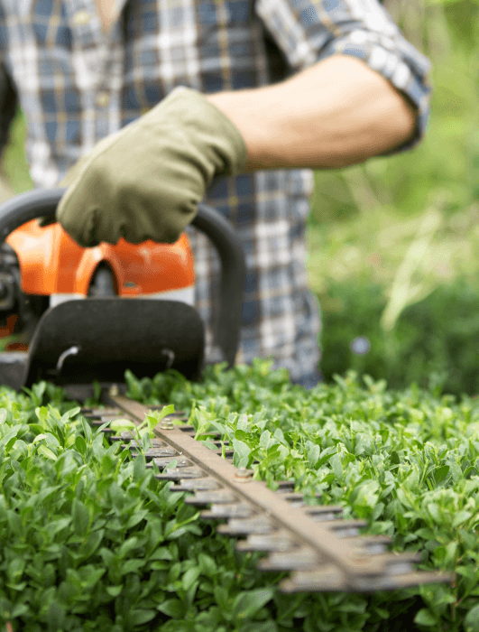 man trimming